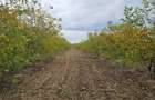 Plantatie de nuci pe rod, 14 ha, 2.000 pomi - 5