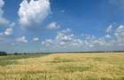Vanzare teren intravilan Cernica_Tanganu, lot 954mp - 1