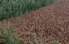 Ferma Agricol cu 1450 ha Sud Romania - 5