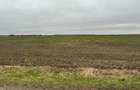Teren extravilan agricol 15500mp, deschidere 49,64 in Tartasesti - 7