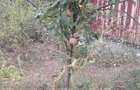Vand teren Corbeanca Laguna Albastra 624mp 89900 Euro - 4