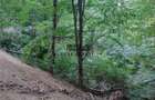 Padure de Fag 2 hectare - 7