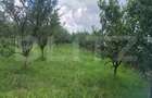 Teren de vanzare cu cabana si livada, 1300 mp, zona Viile Satu Mare - 8