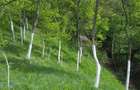 Vand teren agricol intravilan extravilan