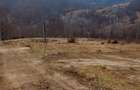 Teren de 10000 mp, în Lepșa - 4