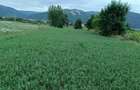 Vand teren intravilan in Dofteana, jude?ul Bacau 2.039 mp, cu dublu acces: DN12 ?i cale ferata - 3