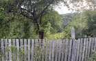 Teren de vanzare, 1600 mp, zona Schela - 5