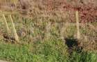 Teren intravilan construibil,497 mp, front 21m, cart Borhanc - 2