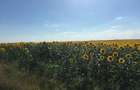 Vand teren agricol 103 ha compact in Judetul Timis - 13