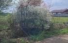 Teren 1,439mp Santaul Mare / Strada principala - 1