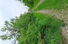 Vand teren intravilan - 5