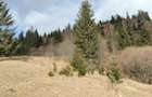 Teren de vanzare Bucovina - 4