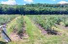 Afacere la Cheie: Plantatie Afine 1.93 Ha Profit Garantat - 1