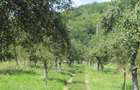 Vand teren intravilan si casa in orasul Baia de Arama - 6