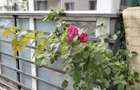 Apartament 2 camere la parter cu curte proprie in proprietate New Residence Varteju - 4