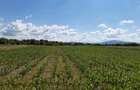 Teren agricol extravilan Podu Oltului la limita UAT Harman si UAT Prejmer - 2