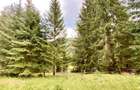 Teren intravilan in Valea Putnei, Bucovina - acces direct din DN17