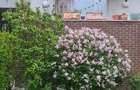 Apartament 3 camere complex Rose Garden - 8