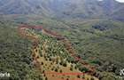 Livada de Nuci, 11 Hectare comasate, Cisnadie, Jud. Sibiu - 10