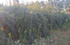 Teren agricol extravilan de 23500 mp, în Grădiștea - 7