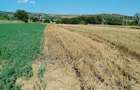 Teren intravilan folosit ca agricol - 1