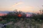 Teren Intravilan De Vanzare Robanesti, Dolj | 5.000 Mp - 2