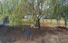 Casă cu Teren 2254 Mp în Bruznic - 3