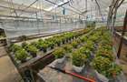 Inchiriez sera, solariu pentru productie flori sau legume - 2