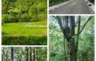 Teren de vanzare+padure+casu?a - 5