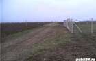 Teren casa Cornesti-Timis - 7