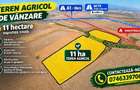 Teren 11 ha - Comasat - 9500euro ha -Petrovaselo (Reca?, Timi?)