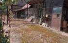 Casa de vanzare in loc.Izvoarele com.Livezile.jud.Alba - 6