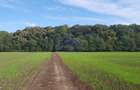 Vanzare teren 24.000 mp, la padure, Dascalu - Runcu