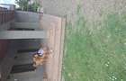 Vand casa sat Ograzile, jud. Buzau
