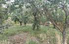 Vanzare casa - magazin - Licuriciu, Calinesti - Teleorman - teren 1400mp - 4