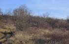 De vanzare doua hectare teren extravilan Corbita