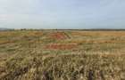 Teren intravilan in Baicoi zona targului--10.000mp--5e - 9