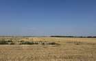 Teren 10.000 mp - Dragomiresti Vale, Ilfov - 4