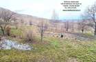 Vila cocheta, beci si livada, cadru natural intim si atractiv, zona Ciritei - 7