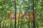 BALTA 15 ha si p #259;dure de plop #537;i stejar 14,5 ha 295.000 mp Dr #259;g #259;ne #537;t