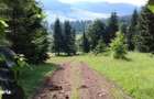 Padure cu teren 9.5 hectare investie forestiera avantajoasa - 7