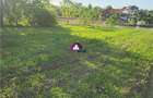 Teren 5600 mp Snagov Lac - 4