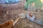 Teren 530 mp, deschidere 12,7 m, zona Siloz langa Parcul Puskin - 5