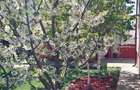 Casa de vanzare Buftea - Manastirea - 10