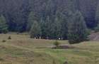 Teren la munte, Brosteni, Suceava - 2