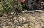 Proprietate completa 0,9 ha Casa P+1 + foi?or + livada + padure in spate Boga?i, Arge? - 8
