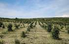 Plantatie Alun 2,9 ha - 1