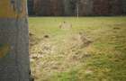Cheia - zona Valea Ardelei- la intrarea in statiunea Cheia dinspre Ploiesti