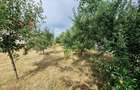 Vand casa, parter+1, teren 5.300 mp, Neamt - 6