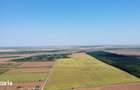 Teren pozitie superba, lipit de padure, intravilan, zona Frumusani. - 5
